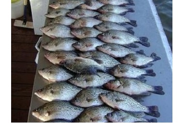 Nice Mess of Crappie
